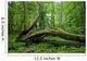 Deciduous Stand Bialowieza Forest Wall Decal