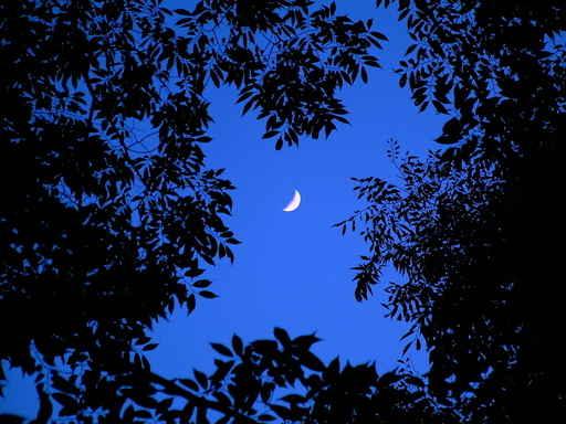 Crescent Moon Look up Wall Decal