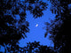 Crescent Moon Look up Wall Decal