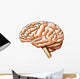 Brain Anatomy Wall Decal