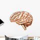 Brain Anatomy Wall Decal