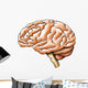 Brain Anatomy Wall Decal
