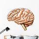 Brain Anatomy Wall Decal