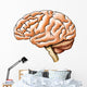 Brain Anatomy Wall Decal