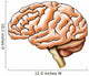 Brain Anatomy Wall Decal
