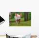 Piglet Piggy Lucky Pig Wall Decal