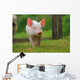 Piglet Piggy Lucky Pig Wall Decal