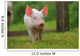 Piglet Piggy Lucky Pig Wall Decal