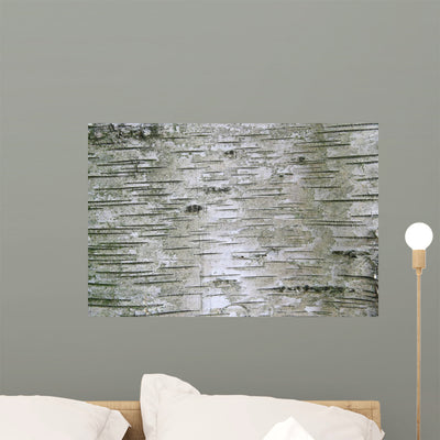 Birch Wood Texture Wall Mural shown on a wall
