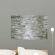 Birch Wood Texture Wall Mural