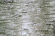 Birch Wood Texture Wall Mural