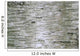 Birch Wood Texture Wall Mural