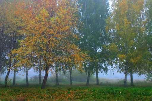 Russian Forest Wall Decal Design 2