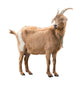 Adult Red Goat Wall Decal