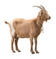 Standing Adult Red Goat Wall Decal