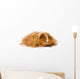 Long Haired Guinea Pig Wall Decal