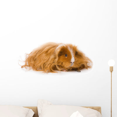 Long Haired Guinea Pig Wall Decal shown on a wall