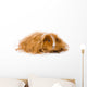 Long Haired Guinea Pig Wall Decal