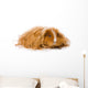 Long Haired Guinea Pig Wall Decal