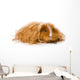 Long Haired Guinea Pig Wall Decal