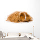 Long Haired Guinea Pig Wall Decal