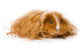 Long Haired Guinea Pig Wall Decal