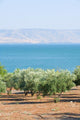 Sea Galillee Capernaum Wall Decal