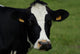Tte Vache Wall Decal