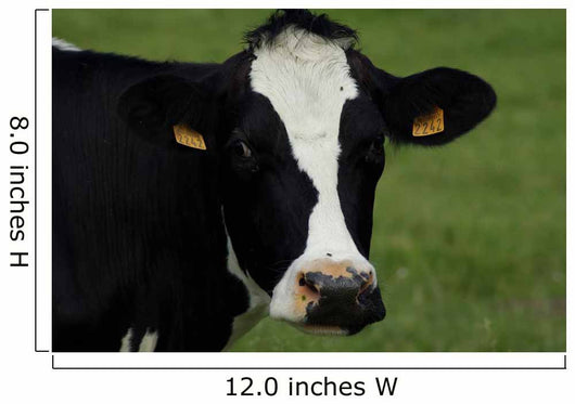 Tte Vache Wall Decal