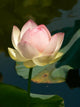 Lotus Wall Decal Design 1