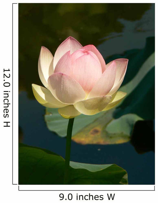 Lotus Wall Decal Design 1
