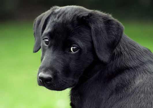 Sad Puppy Wall Decal