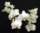 White Orchids Wall Decal