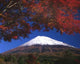 Fall Colors Wall Decal Design 1