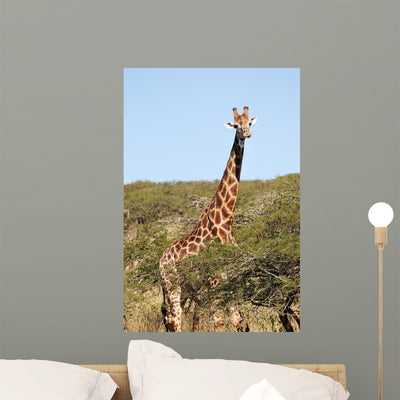 Giraffe Wall Decal Design 1 shown on a wall