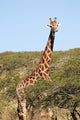 Giraffe Wall Decal Design 1