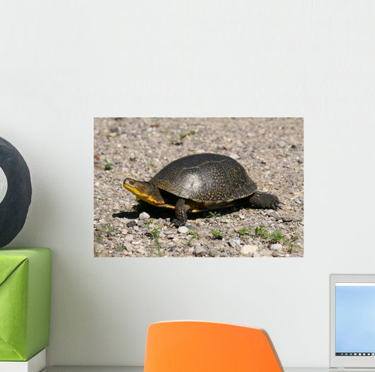 Endangered Blanding's Turtle Wild Wall Decal