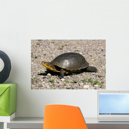 Endangered Blanding's Turtle Wild Wall Decal