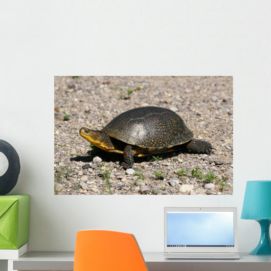 Endangered Blanding's Turtle Wild Wall Decal