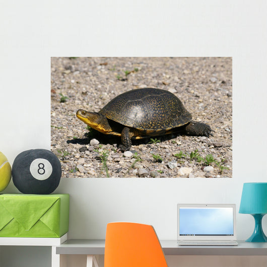 Endangered Blanding's Turtle Wild Wall Decal