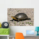 Endangered Blanding's Turtle Wild Wall Decal