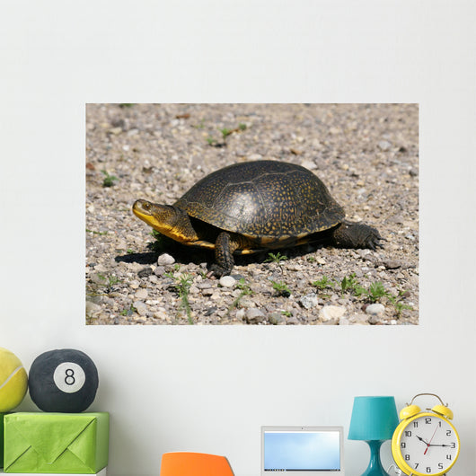Endangered Blanding's Turtle Wild Wall Decal