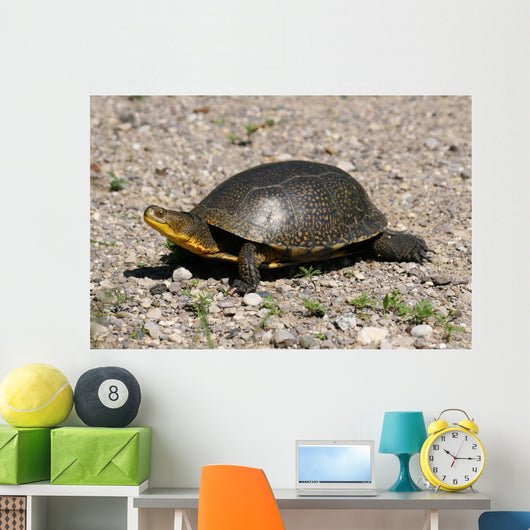 Endangered Blanding's Turtle Wild Wall Decal