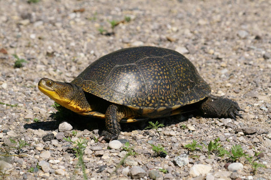 Endangered Blanding's Turtle Wild Wall Decal