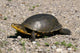 Endangered Blanding's Turtle Wild Wall Decal