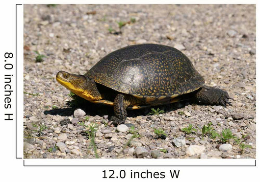 Endangered Blanding's Turtle Wild Wall Decal