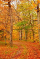 Fall Forest Road Wall Decal