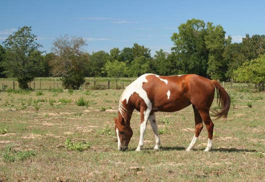 Horse Wall Decal Design 1