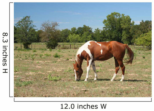 Horse Wall Decal Design 1