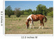 Horse Wall Decal Design 1